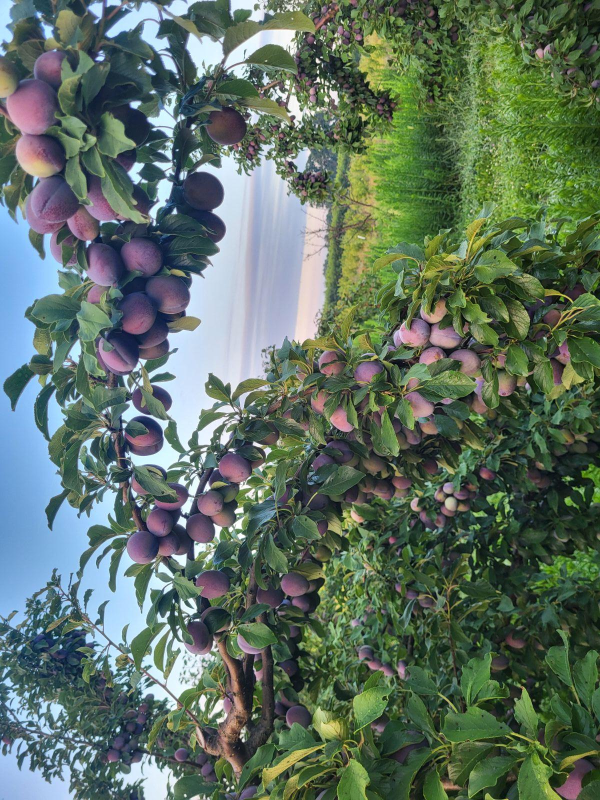 Plum Valor Valor Plum