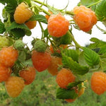 Raspberry Anne PP10411 Anne Raspberry
