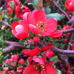 Chaenomeles speciosa Rubra Japanese Quince