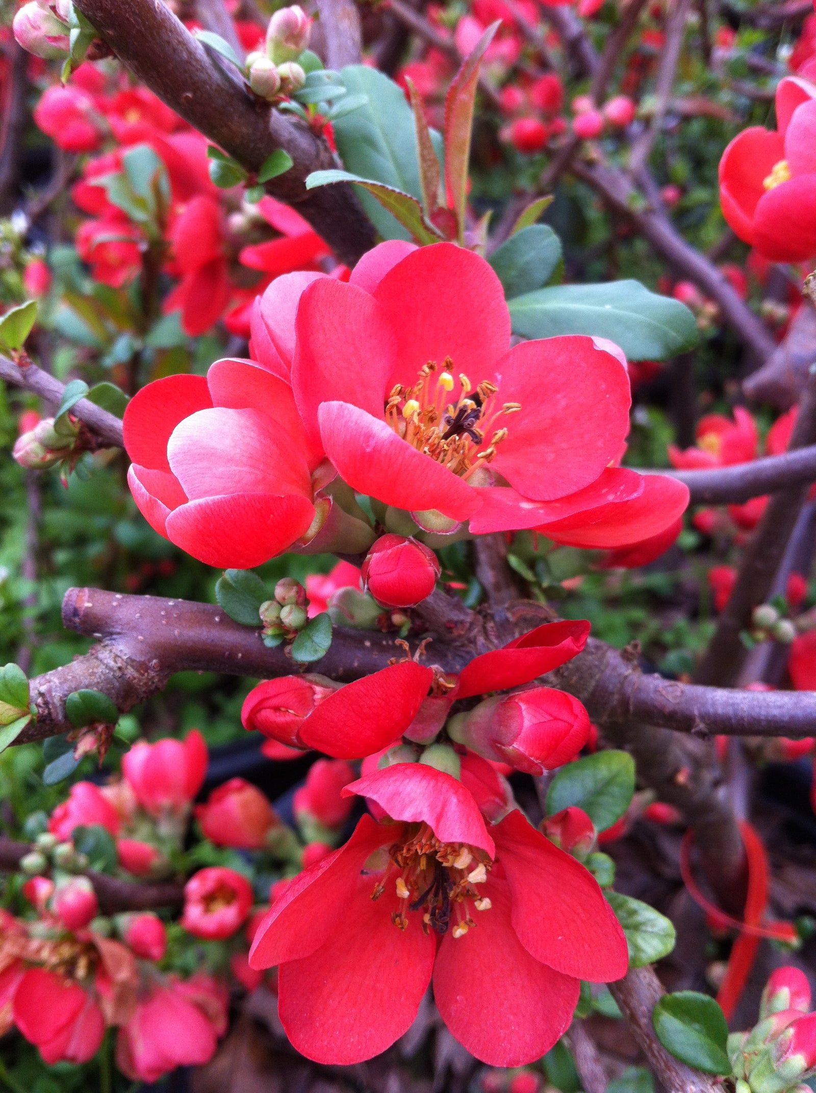 Chaenomeles speciosa Rubra Japanese Quince