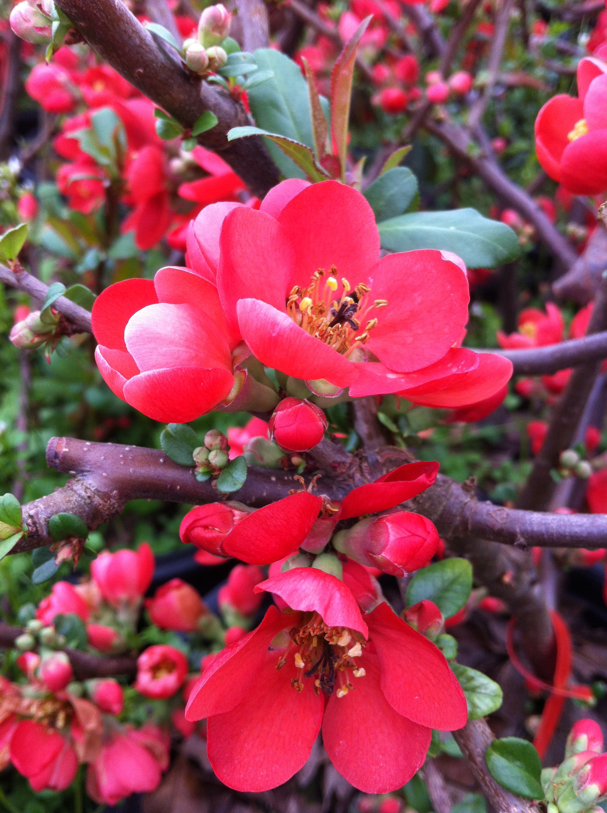 Chaenomeles speciosa Rubra Japanese Quince