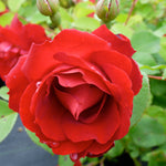 Rosa Champlain Champlain Rose