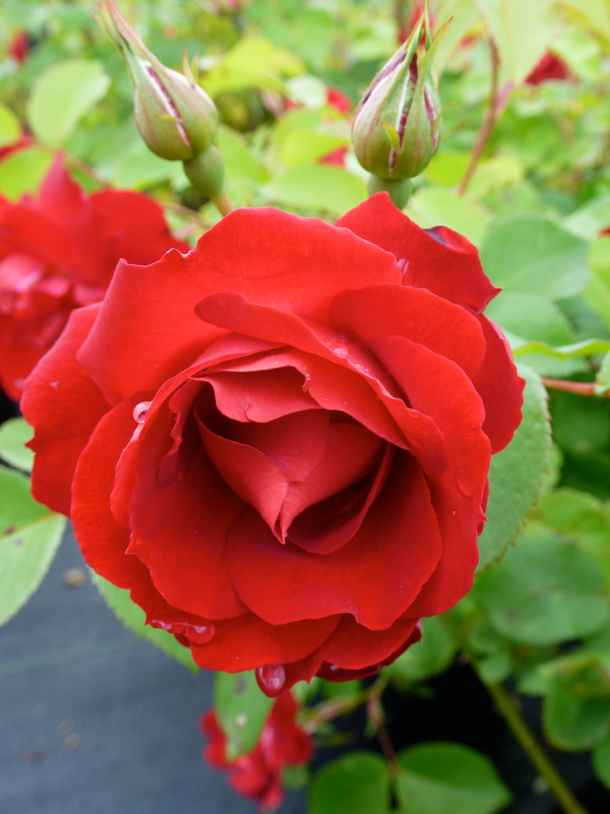 Rosa Champlain Champlain Rose