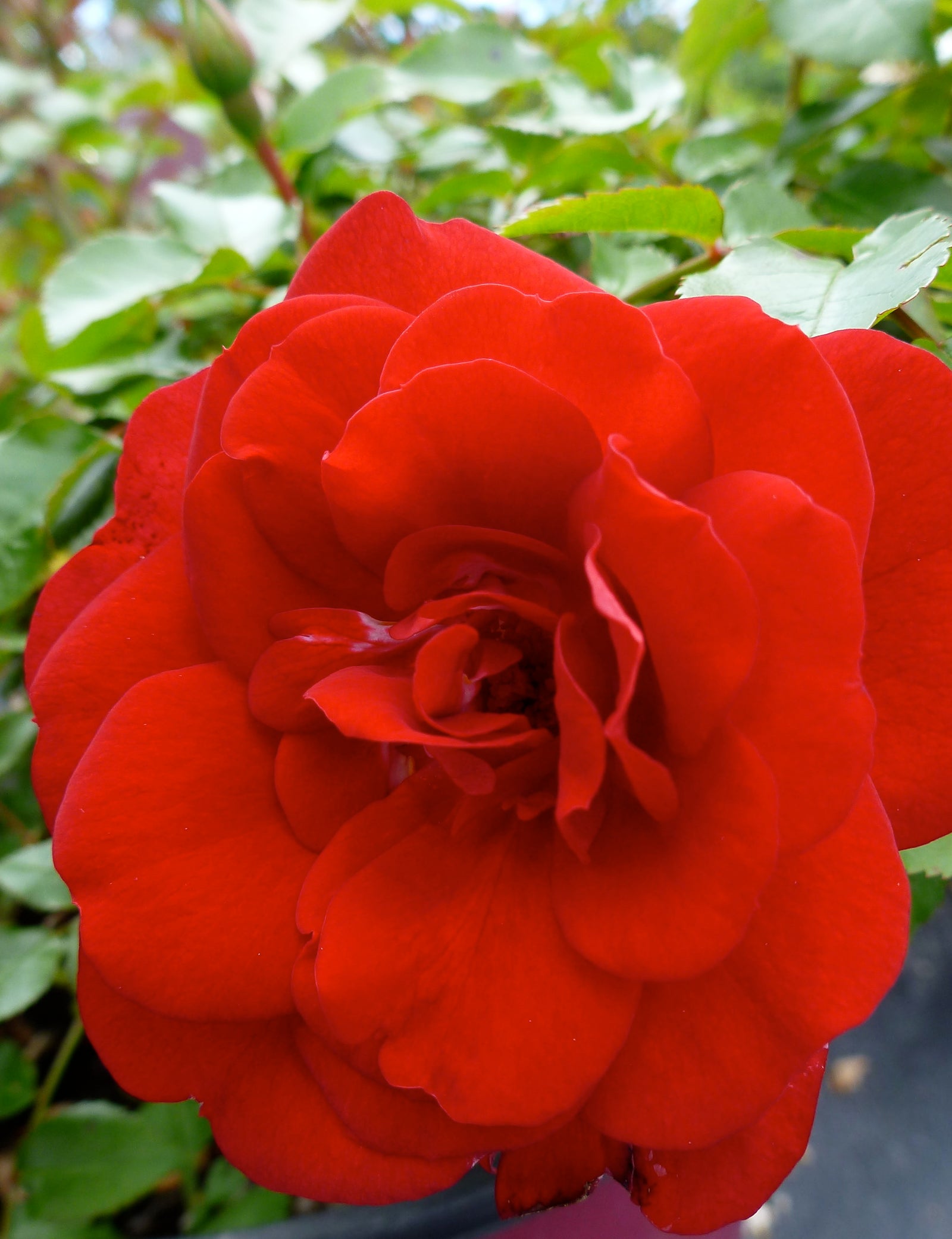 Rosa Easy Elegance Paint the Town BAItown PP18060 Paint the Town Rose