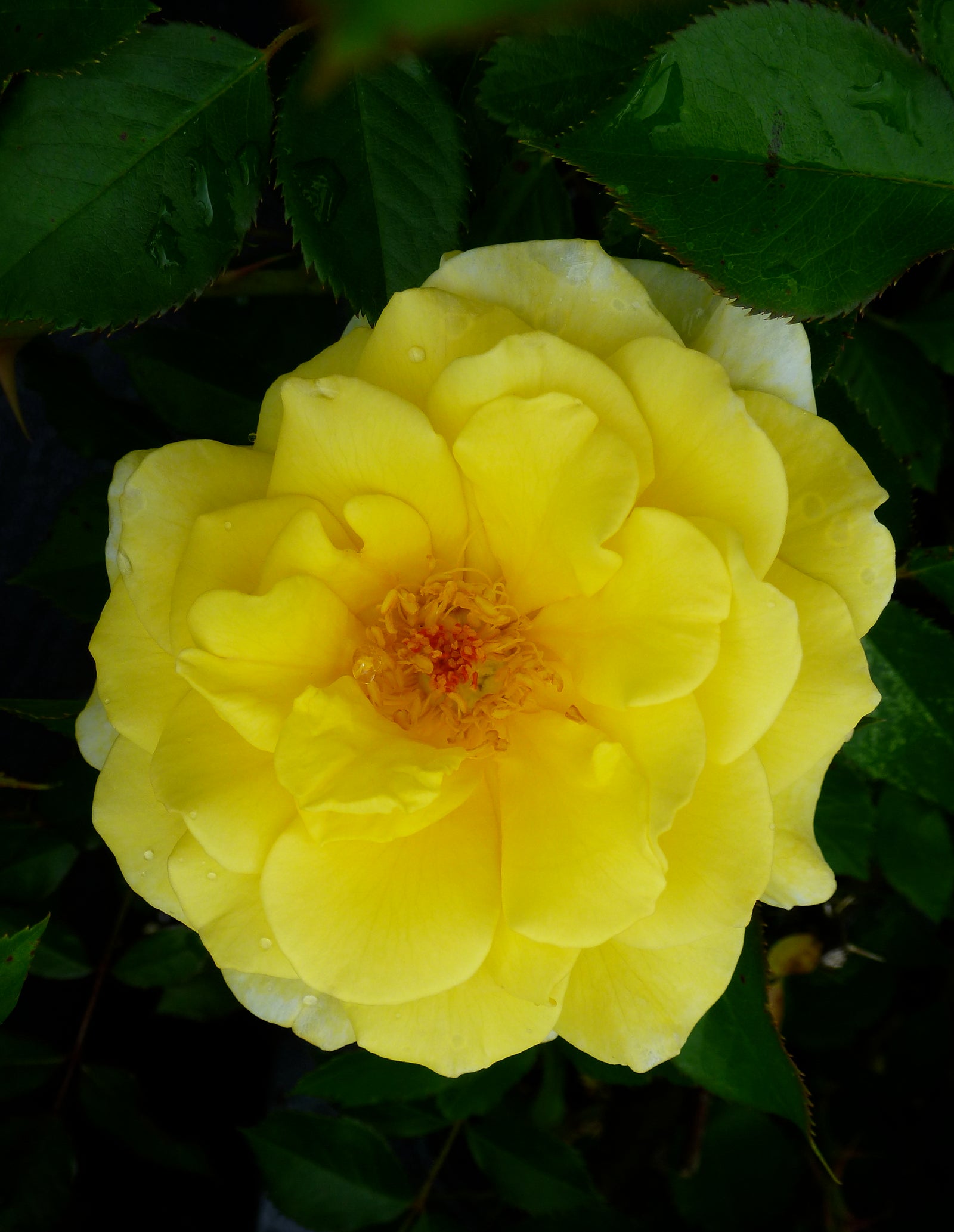 Rosa Easy Elegance Yellow Submarine BAline PP16659 Yellow Submarine Rose