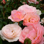 Rosa Easy Elegance Calypso BAIypso Calypso Rose