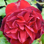 Rosa Hope for Humanity Hope for Humanity Rose