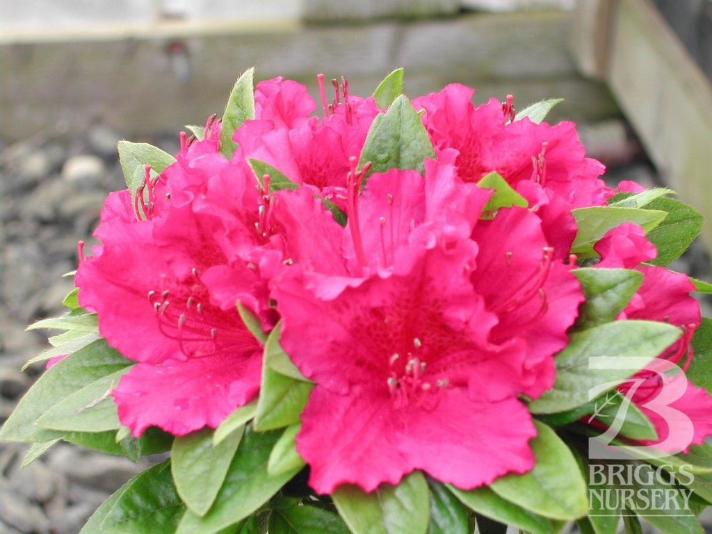 Azalea (Rhododendron) Girard's Fuchsia Girard's Fuchsia Azalea