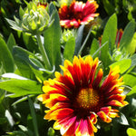 Gaillardia x grandiflora Goblin Kobold Goblin Blanket Flower