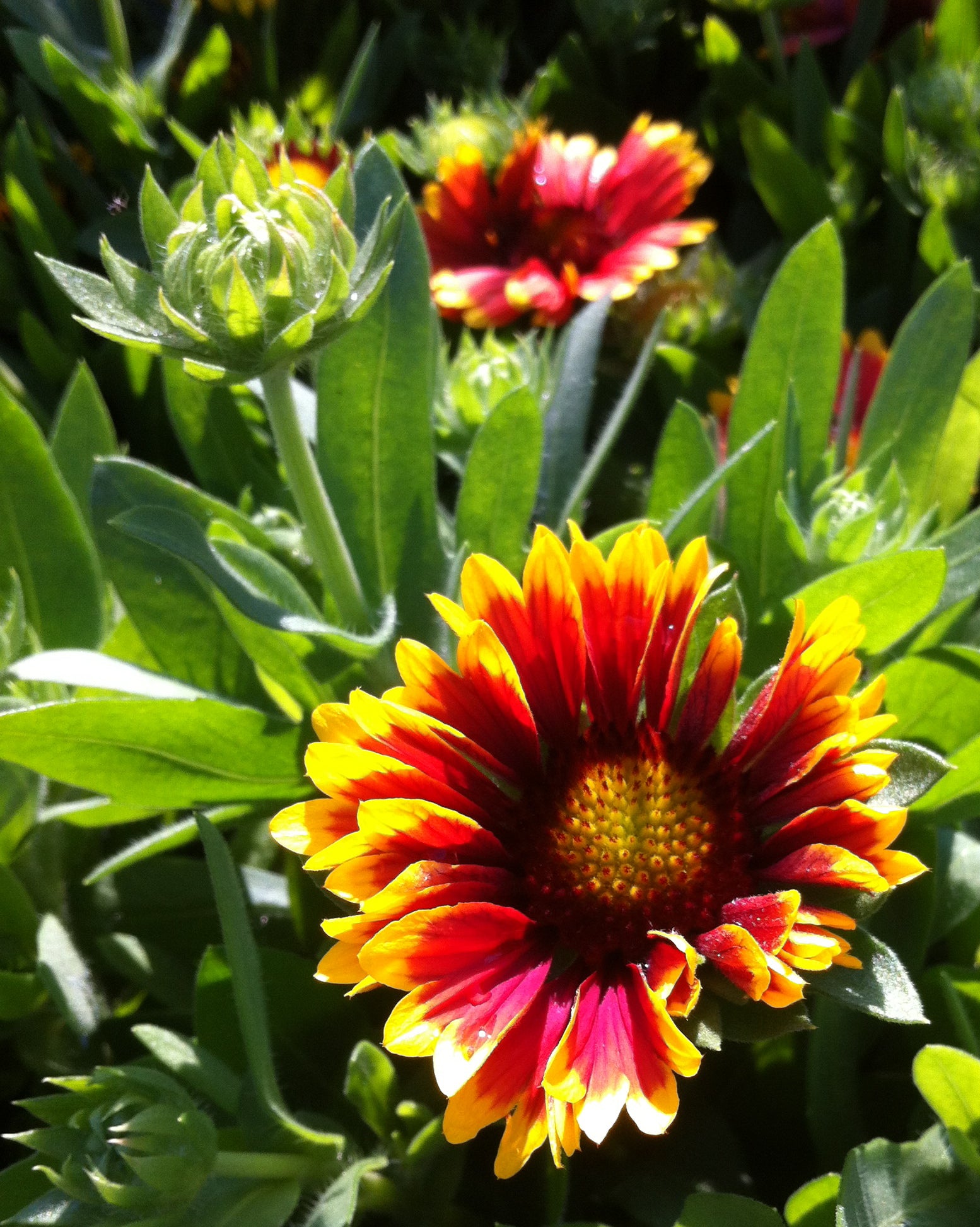 Gaillardia x grandiflora Goblin Kobold Goblin Blanket Flower