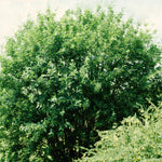 Caragana arborescens Siberian Peashrub