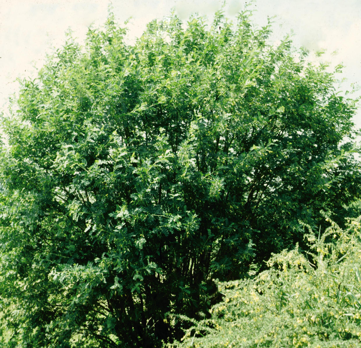 Caragana arborescens Siberian Peashrub