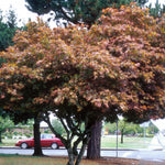Acer palmatum Bloodgood Bloodgood Japanese Maple
