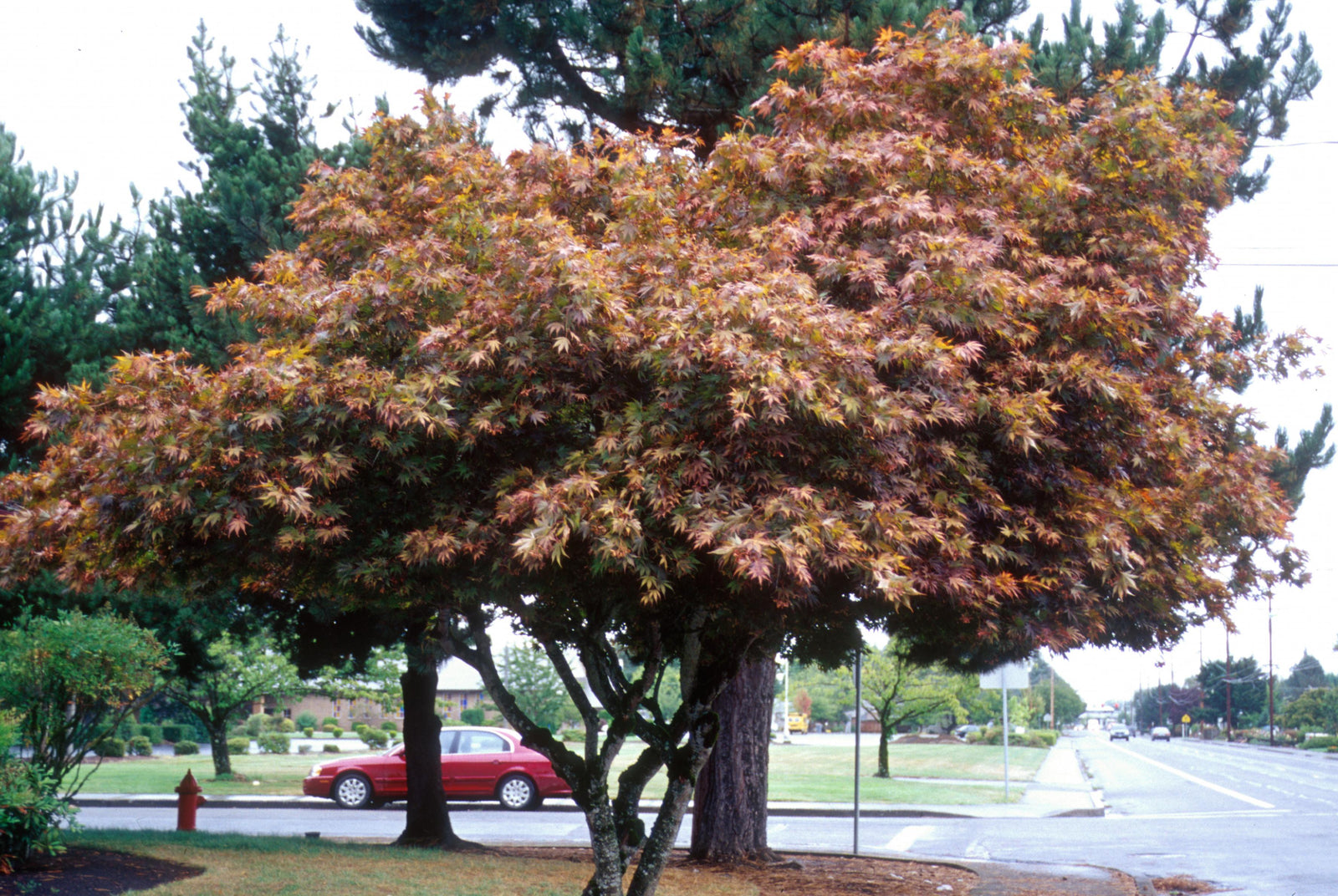 Acer palmatum Bloodgood Bloodgood Japanese Maple