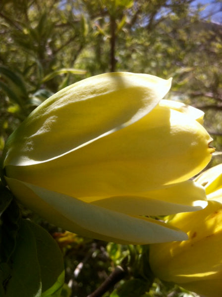 Butterflies Magnolia – GardenTap