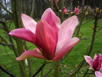 Magnolia x Daybreak Daybreak Magnolia