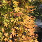 Acer palmatum Sango Kaku Coral Bark Japanese Maple