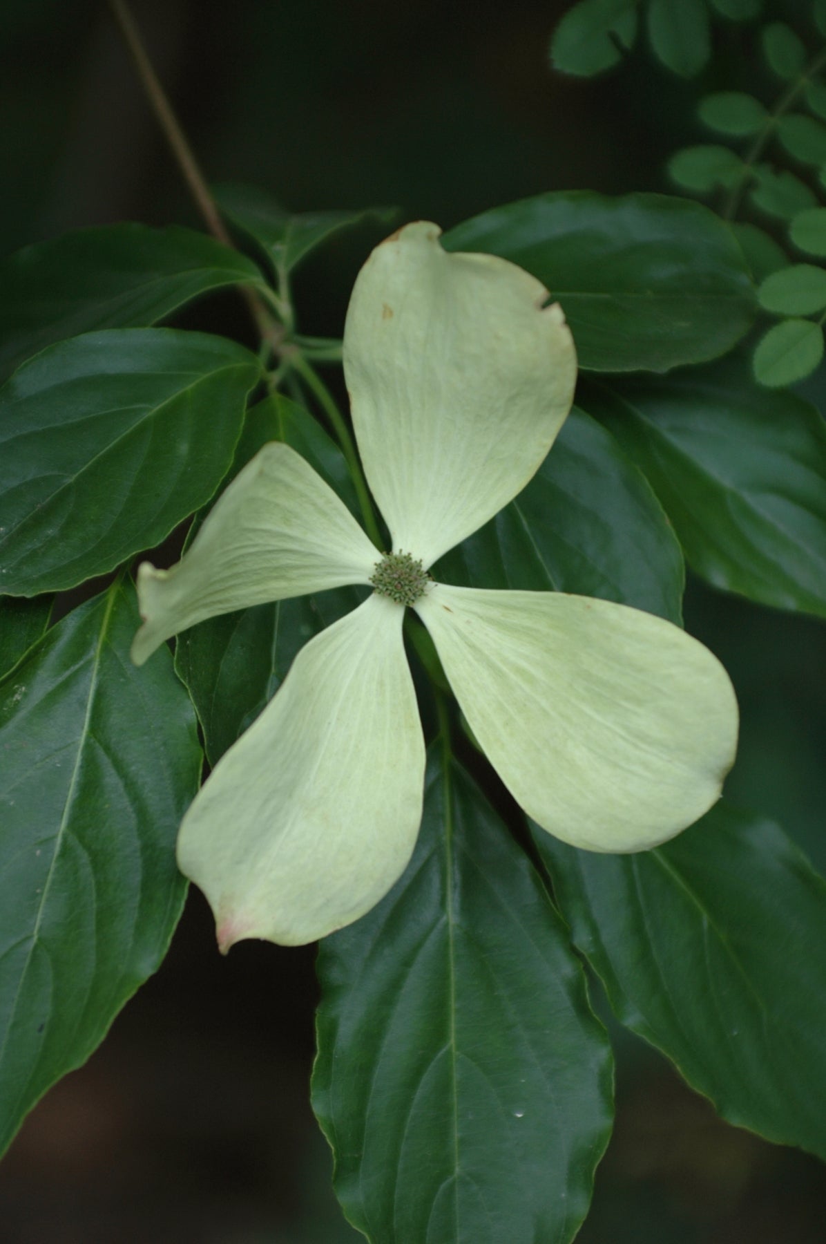 Cornus x Constellation Rutcan PP7210 Constellation Dogwood