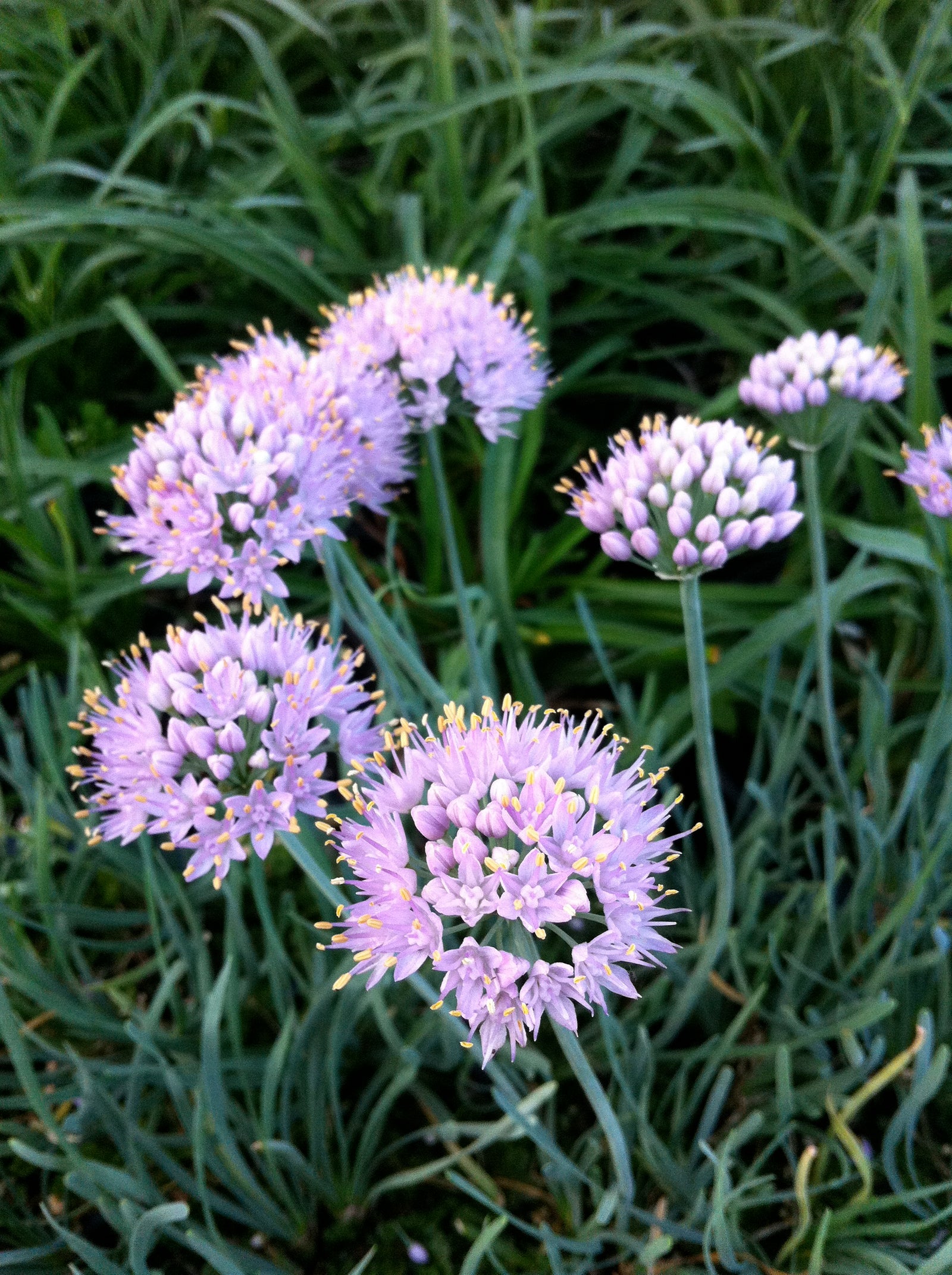 Allium senescens Blue Eddy Pink Curly Onion