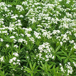 Galium odoratum Sweet Woodruff