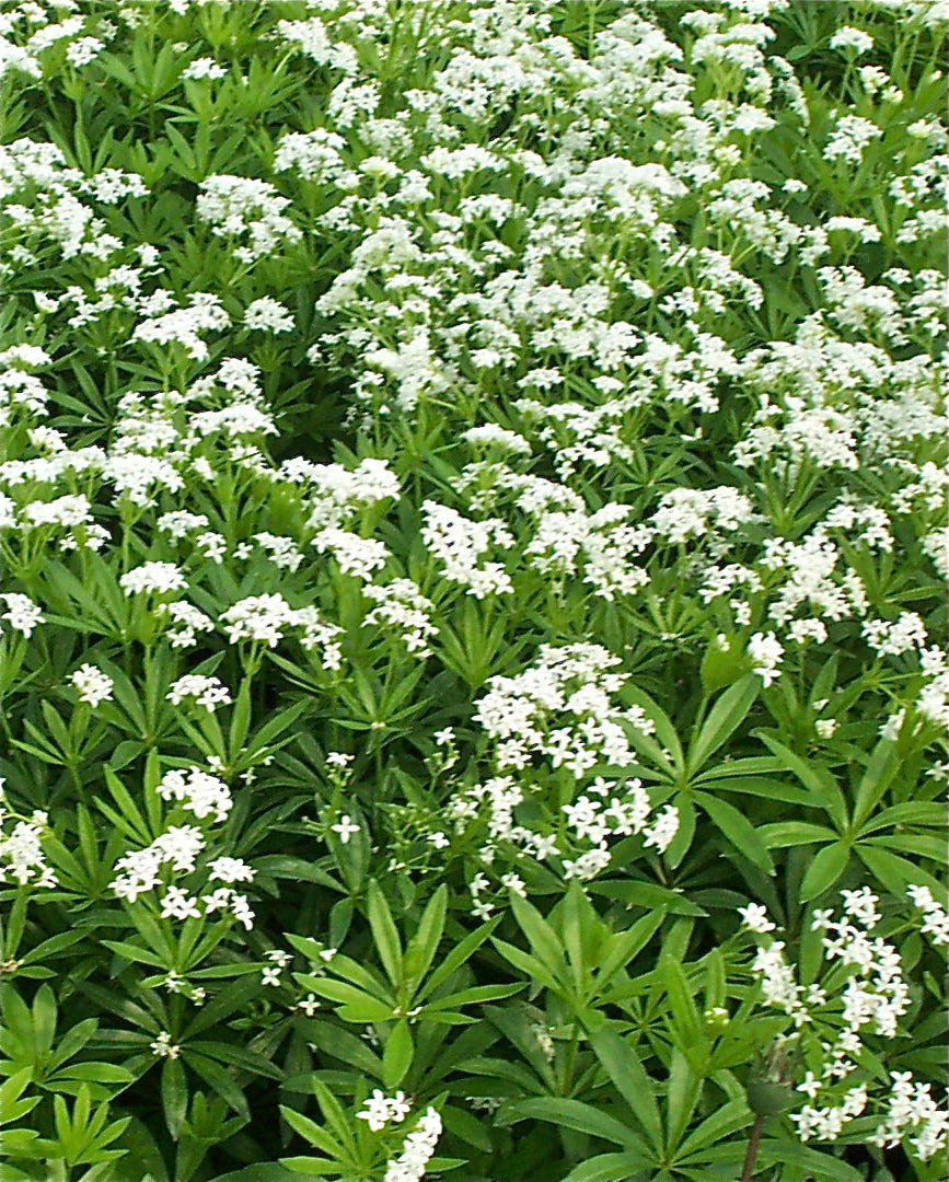 Galium odoratum Sweet Woodruff