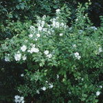 Philadelphus x Innocence Innocence Mockorange