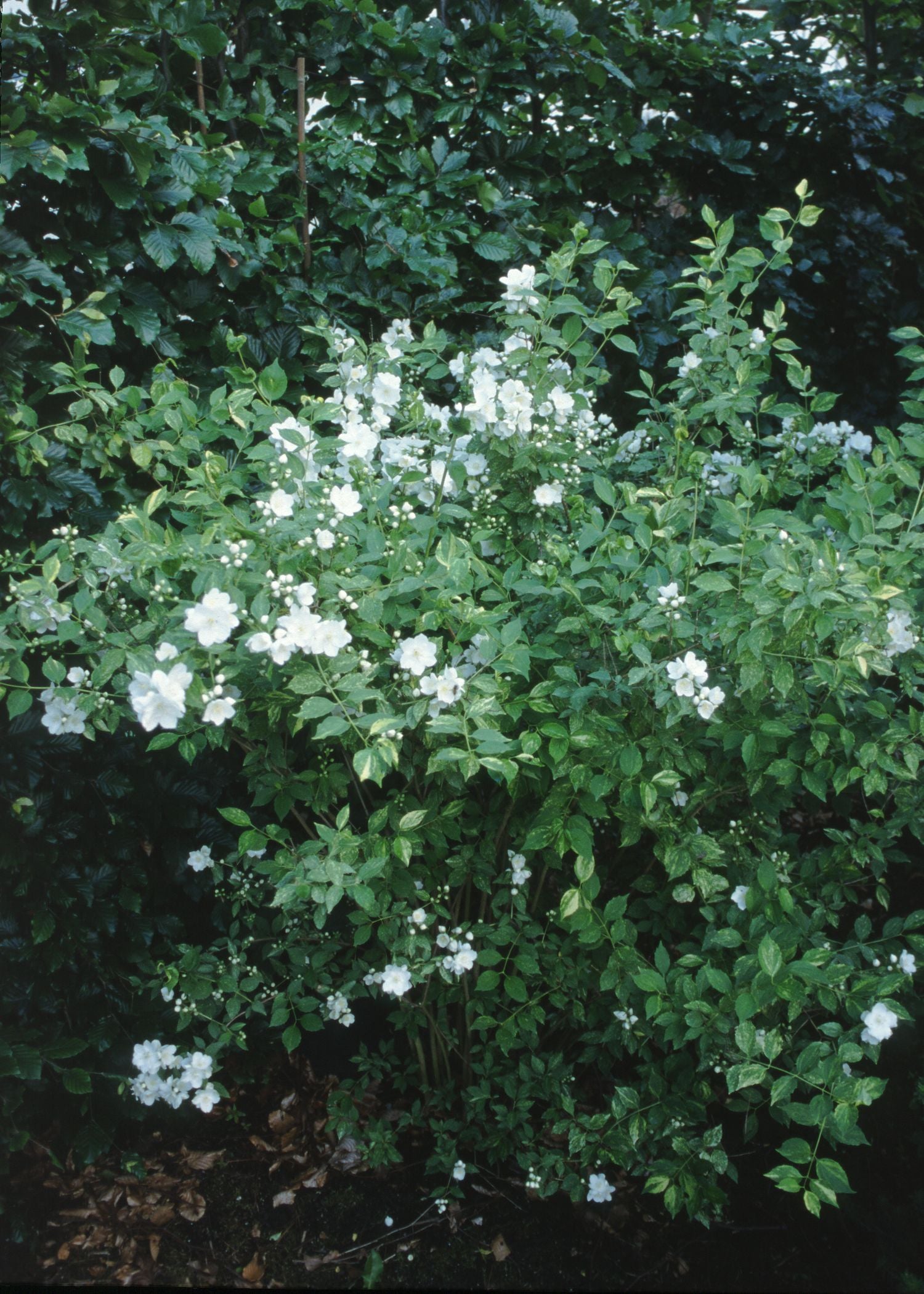 Philadelphus x Innocence Innocence Mockorange