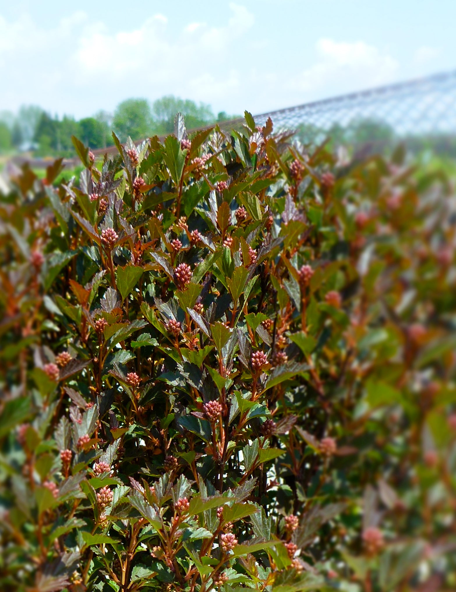 Physocarpus opulifolius Little Devil Donna May PP22634 Little Devil Dwarf Ninebark