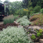 Calamintha nepeta subs. nepeta Calamint