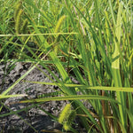 Carex comosa Bristly Sedge
