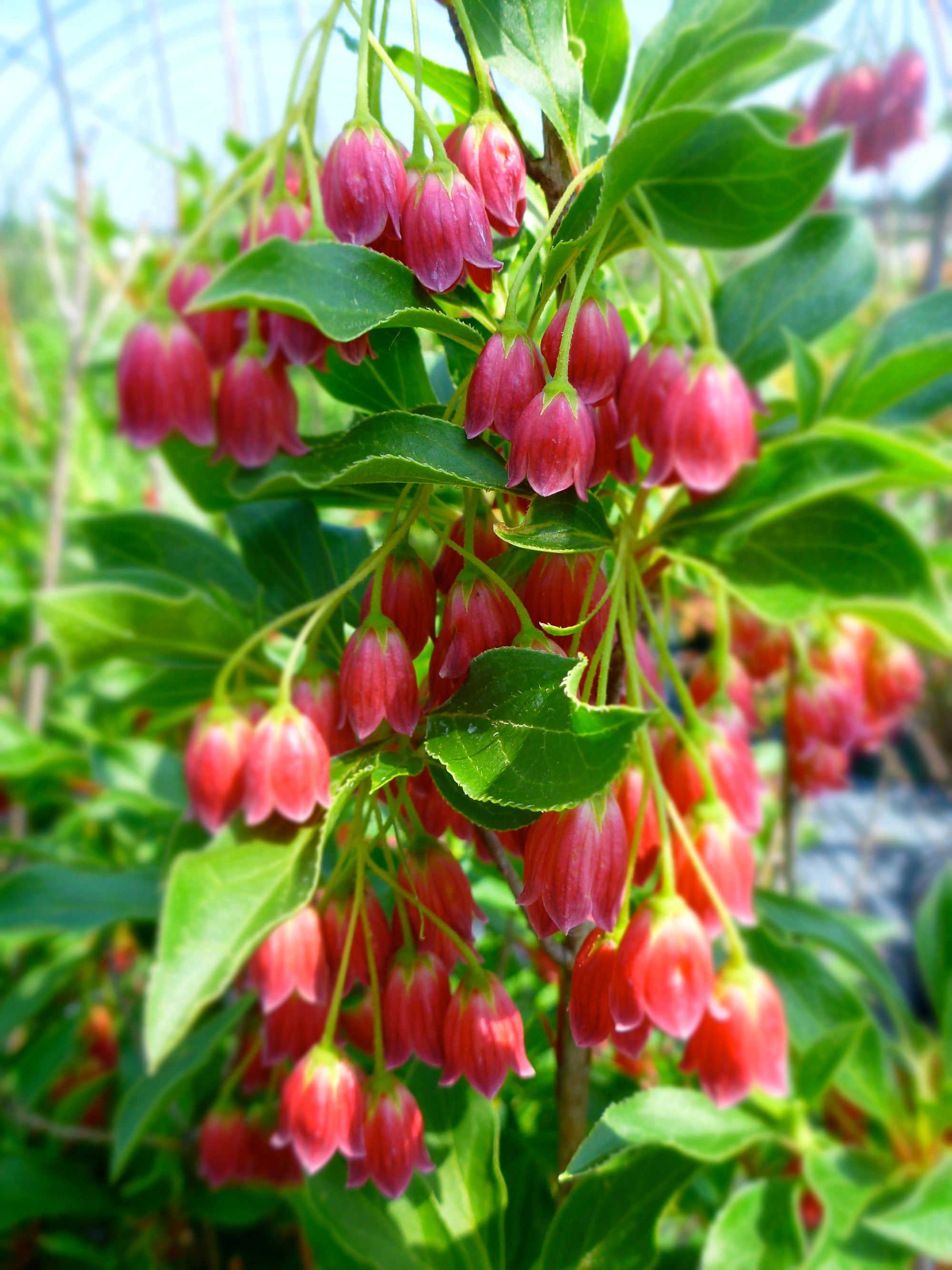 Enkianthus campanulatus Showy Lantern Indian Pink