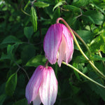 Clematis Pink Flamingo Alpine Clematis