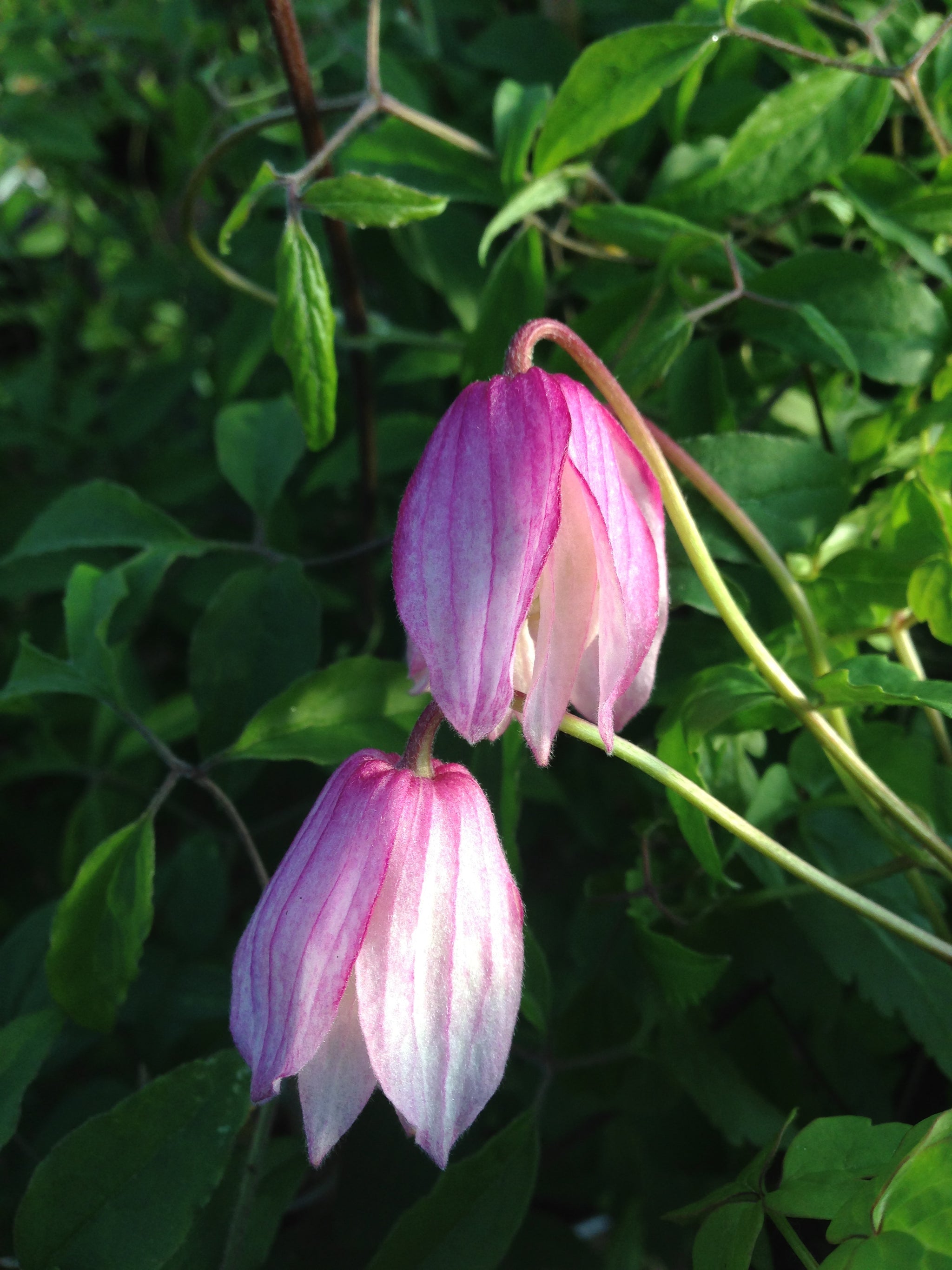 Clematis Pink Flamingo Alpine Clematis