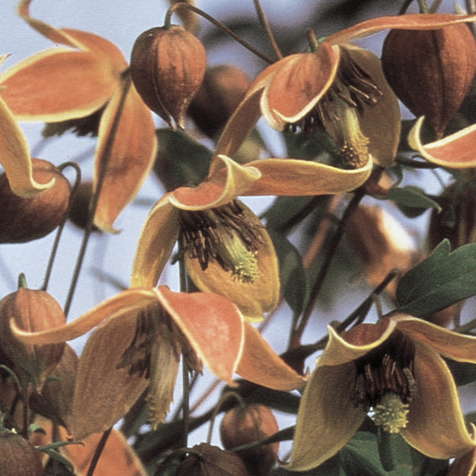 Clematis tangutica Engelina My Angel PPAF My Angel Golden Clematis