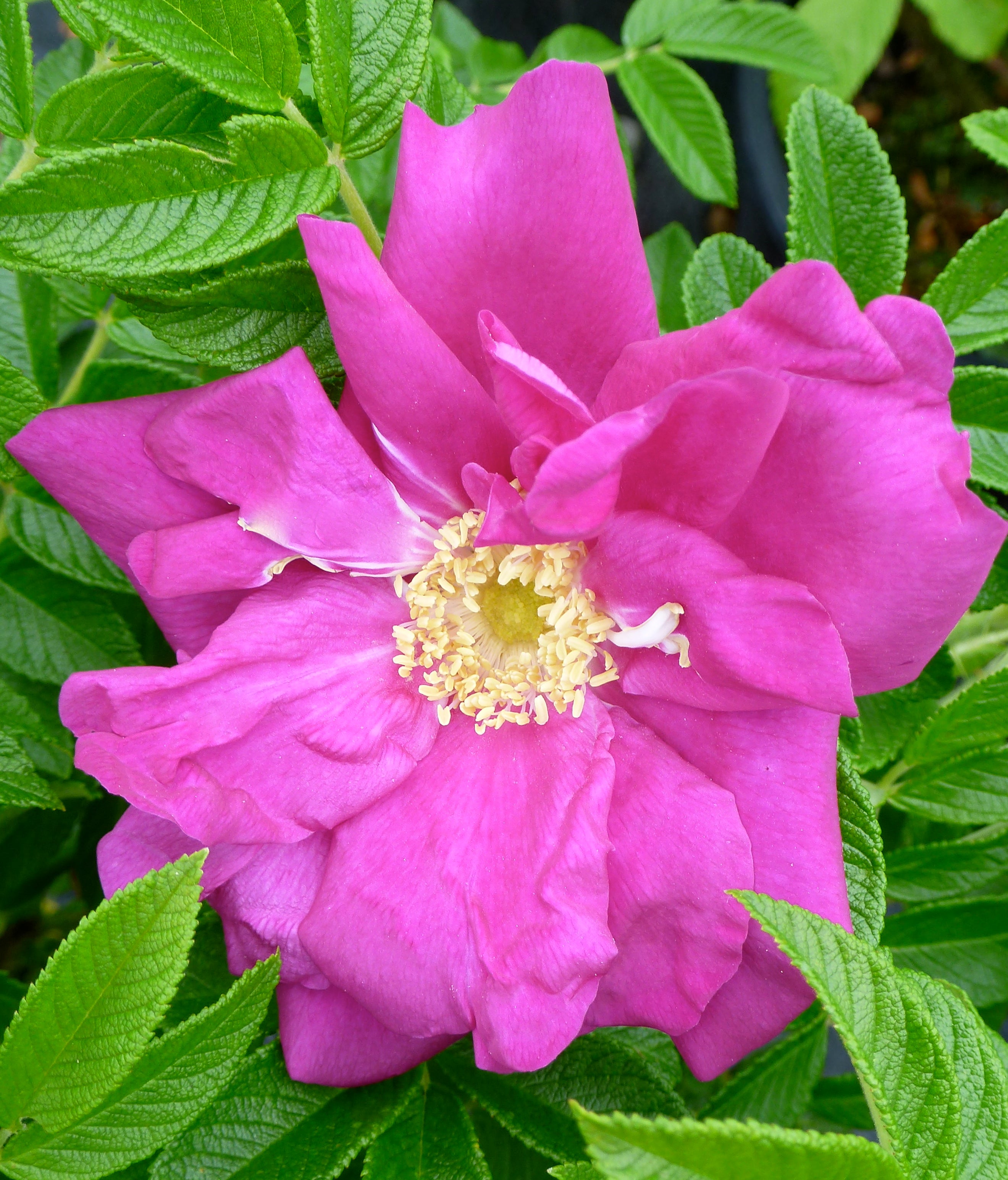 Purple Pavement Rose – GardenTap