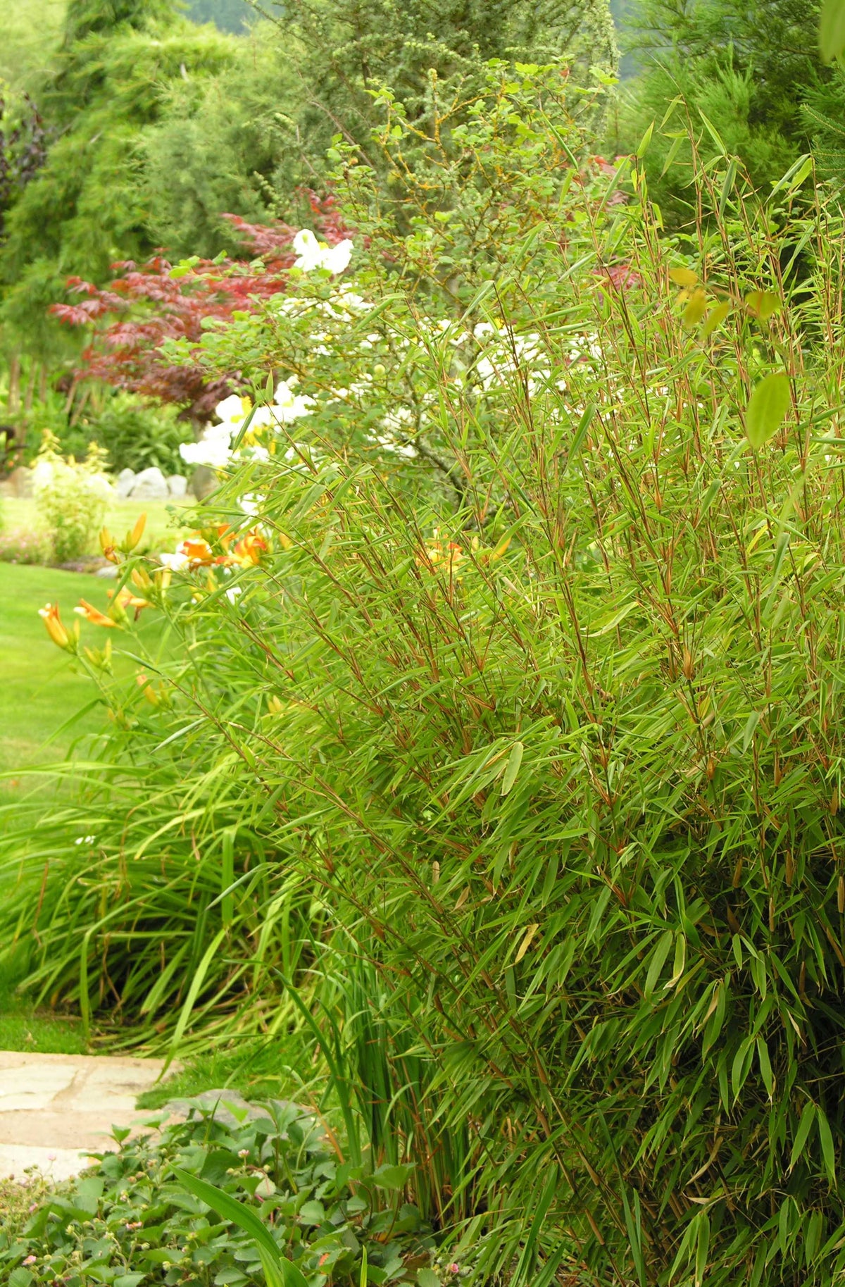 Ufa Rufa Rufa Bamboo – GardenTap