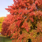 Acer x freemanii Sienna Glen Sienna PP11322 Sienna Glen Maple
