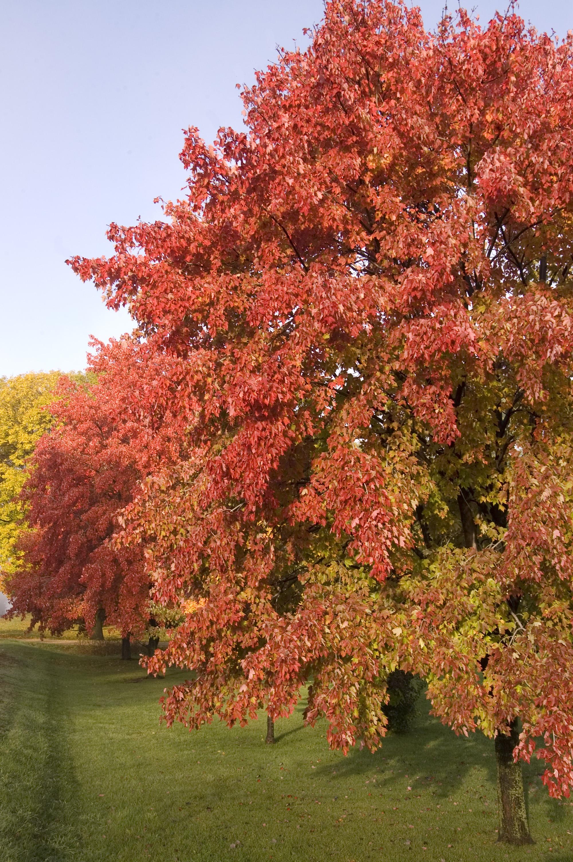 Acer x freemanii Sienna Glen Sienna PP11322 Sienna Glen Maple