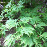 Acer japonicum Aconitifolium Fern Leaf Japanese Maple