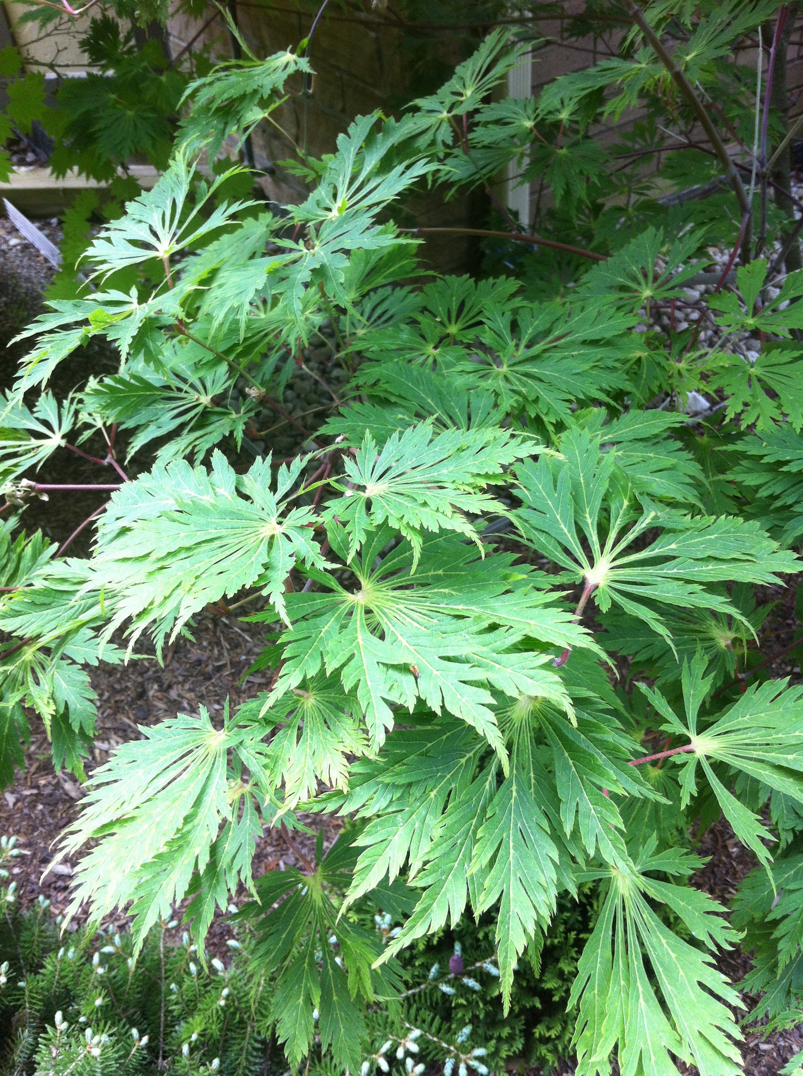 Acer japonicum Aconitifolium Fern Leaf Japanese Maple