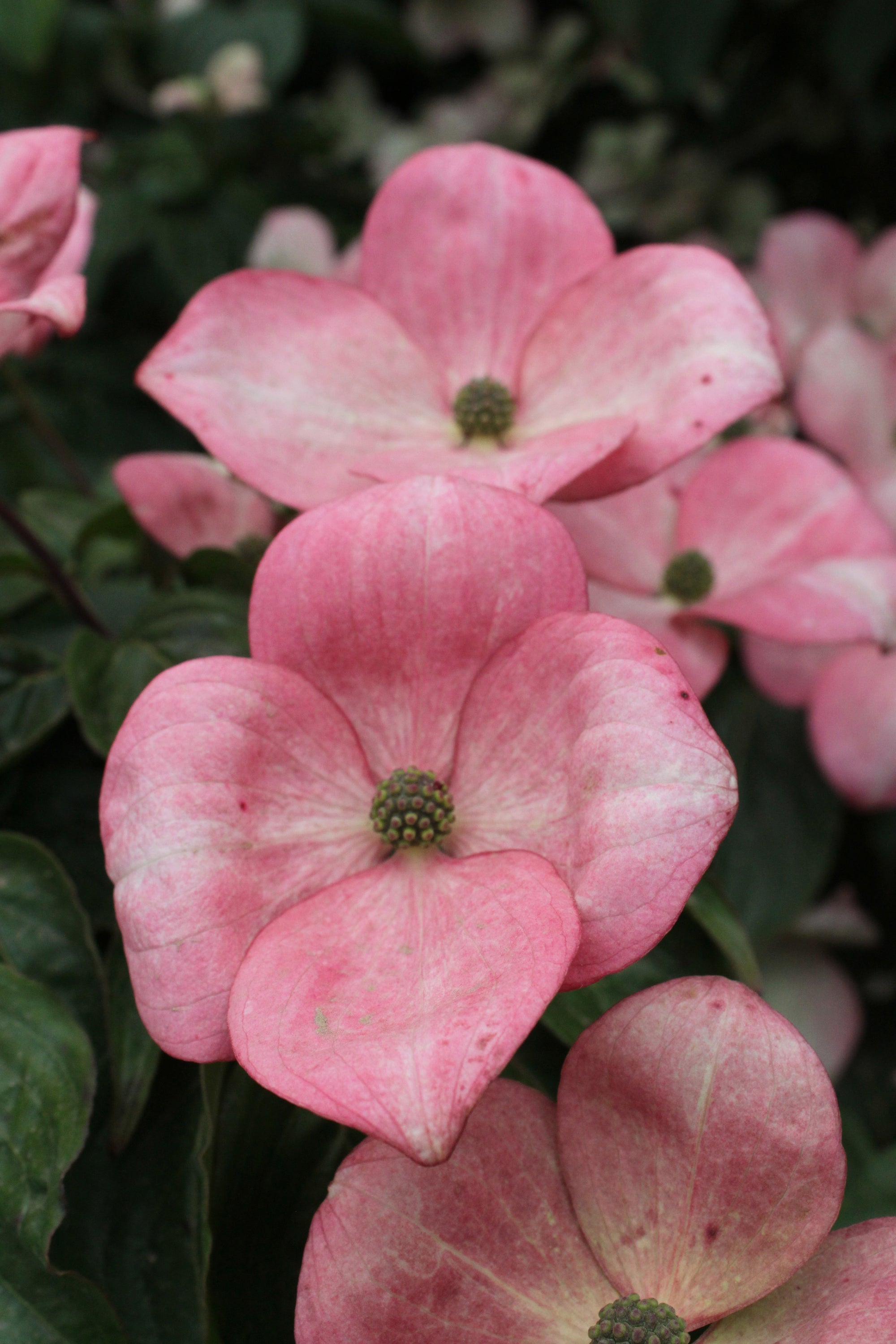 Cornus kousa Heart Throb Schmred PP9283 Heart Throb Dogwood