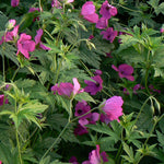 Geranium x Ann Folkard Ann Folkard Cranesbill