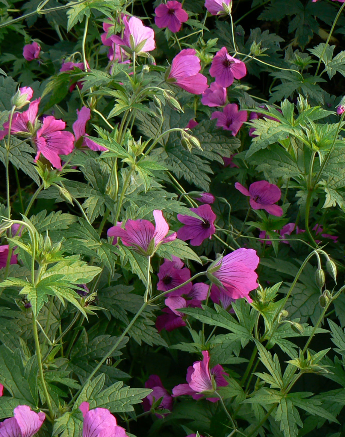 Geranium x Ann Folkard Ann Folkard Cranesbill