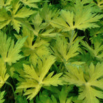 Geranium x Blue Sunrise Blogold PP12955, COPF Blue Sunrise Geranium