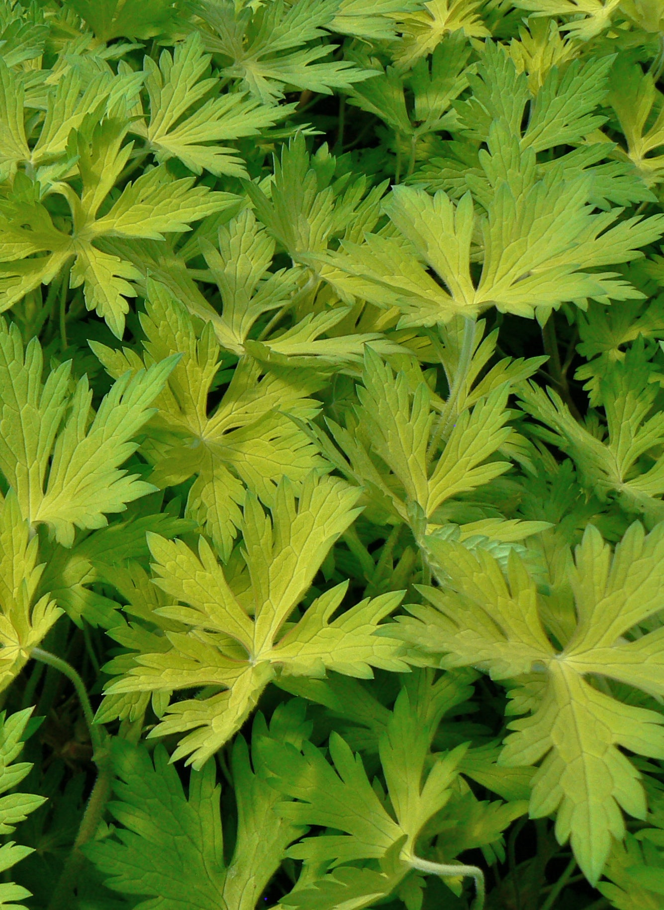 Geranium x Blue Sunrise Blogold PP12955, COPF Blue Sunrise Geranium