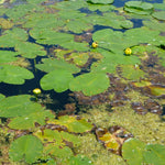 Nuphar lutea Yellow Pond Lily