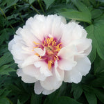 Paeonia itoh Cora Louise Intersectional Peony