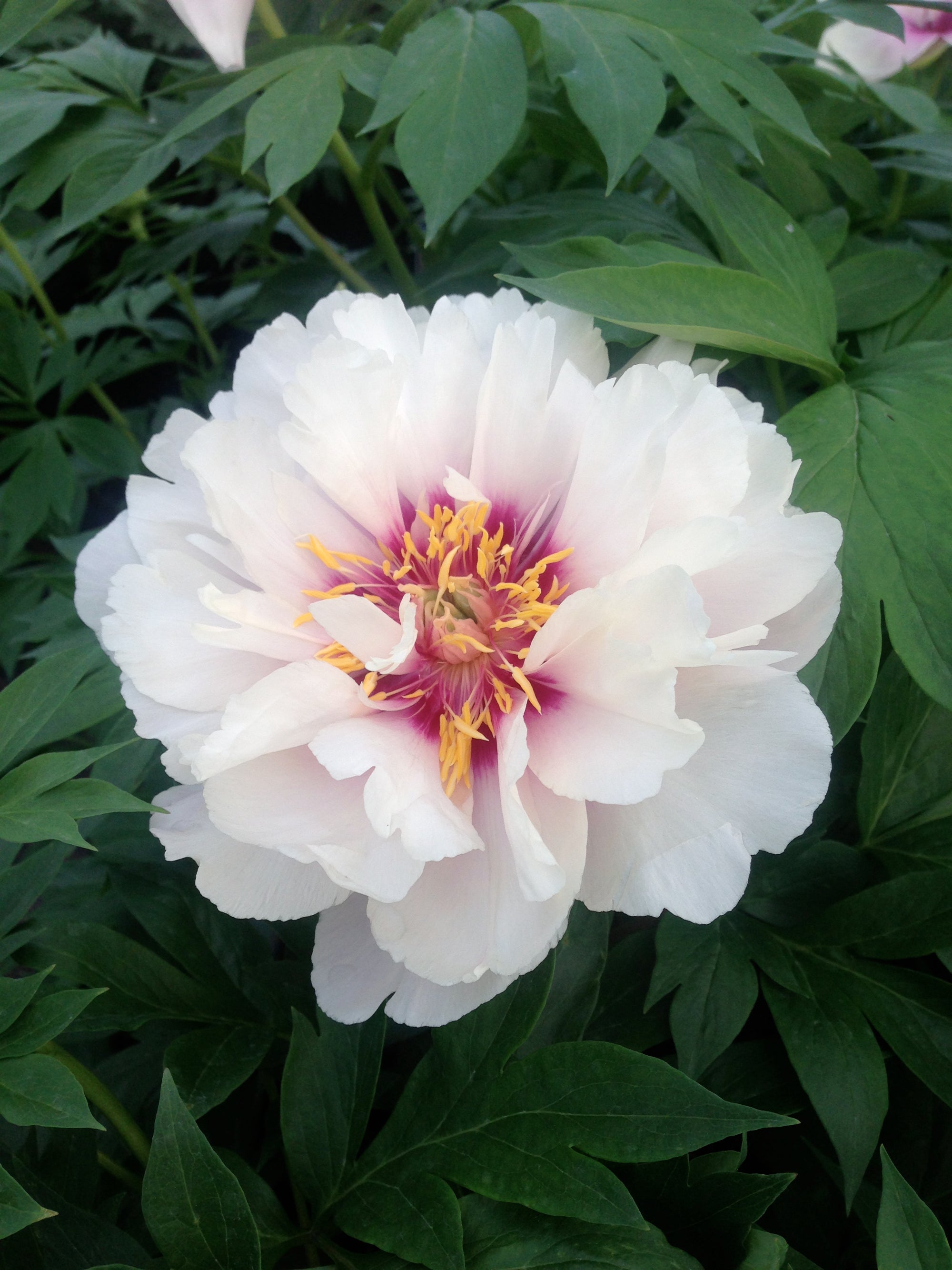 Paeonia itoh Cora Louise Intersectional Peony