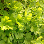 Petroselinum var. neapolitanum Italian Parsley