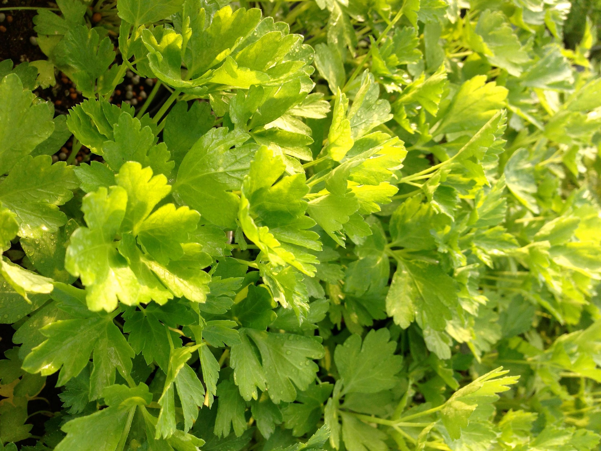Petroselinum var. neapolitanum Italian Parsley